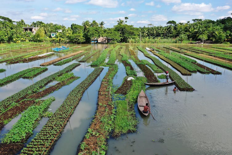 Floating fields in Bangladesh