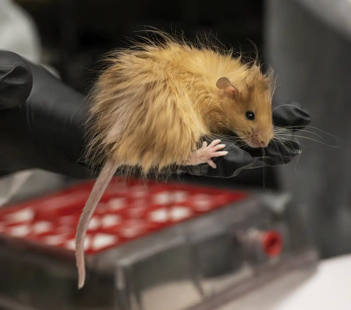 Volves Rat Dire wolves are still extinct. So what happened in the lab?