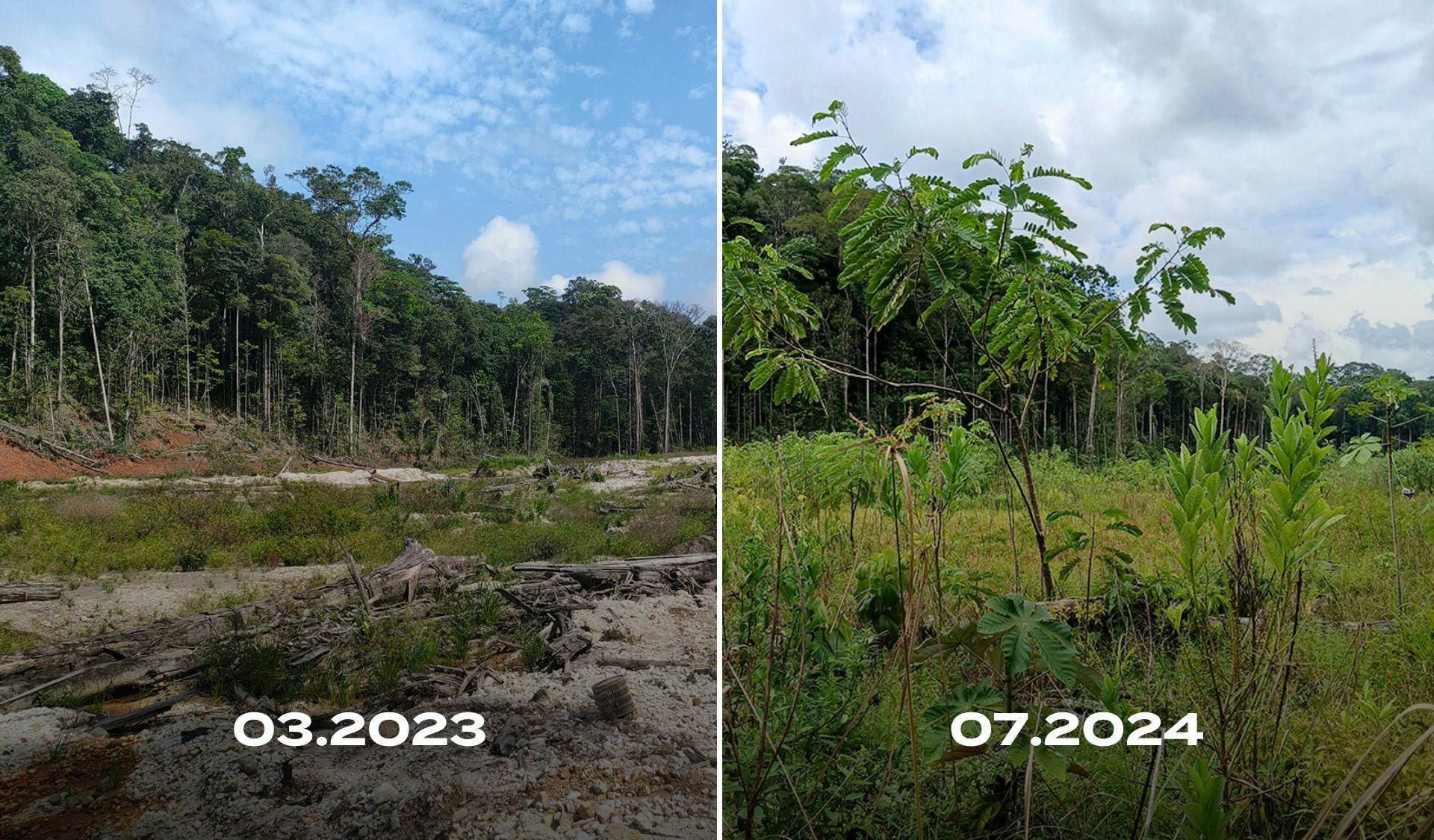 Imagens de uma floresta antes e depois de projeto de restauração ecológica