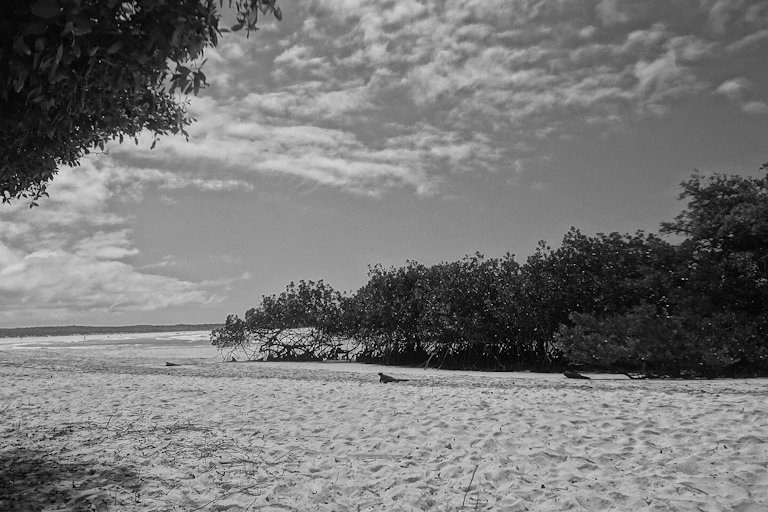 Playa en blanco y negro