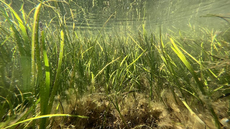 Pradera de plantas marinas bajo el agua