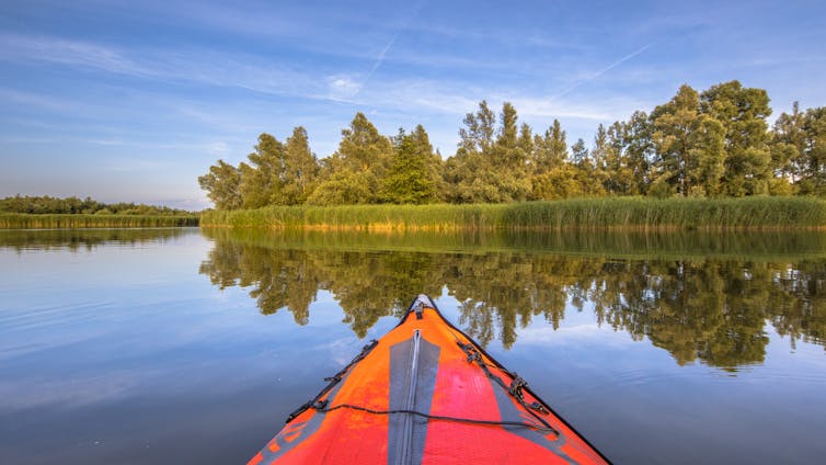 The Biesbosch marshland nature reserve seen from a kayak.