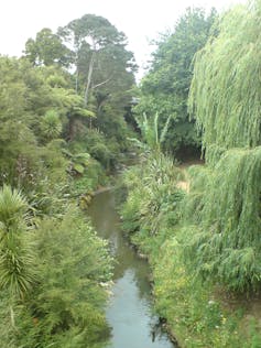 A drone view of a river hemmed in by native vegetation.