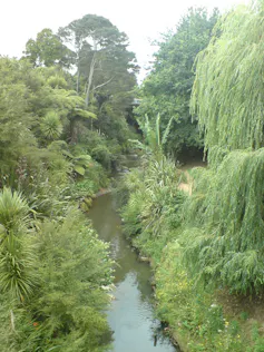 A drone view of a river hemmed in by native vegetation.