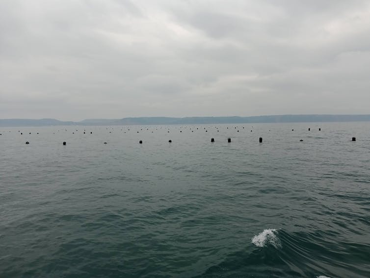 Mussel energy: how an offshore shellfish farm is boosting marine lifestyles 1 view of sea surface with buoys indicating mussel farm ropes beneath