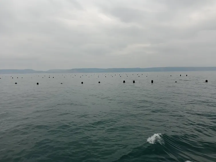 view of sea surface with buoys indicating mussel farm ropes beneath