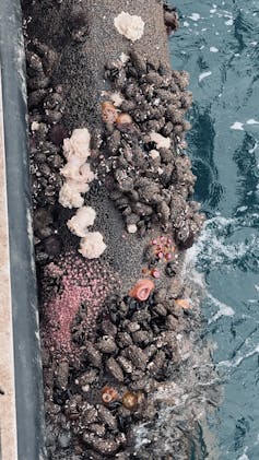 Mussel energy: how an offshore shellfish farm is boosting marine lifestyles 2 thick rope covered in mussels and marine life