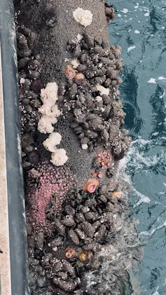 thick rope covered in mussels and marine life
