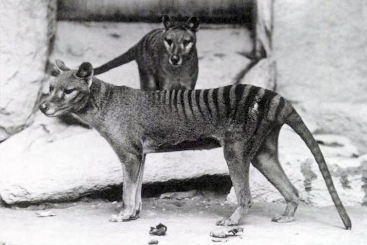 Thylacines in The National Zoological Park, Washington DC, in 1915.