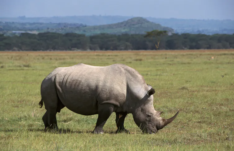 Northern white rhino