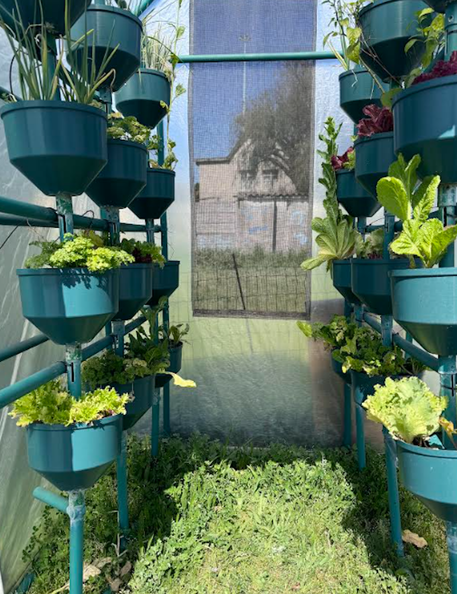 Green plastic containers stacked four rows high growing a variety of lettuce and spring onion in hydroponic systems