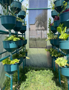 Green plastic containers stacked four rows high growing a variety of lettuce and spring onion in hydroponic systems