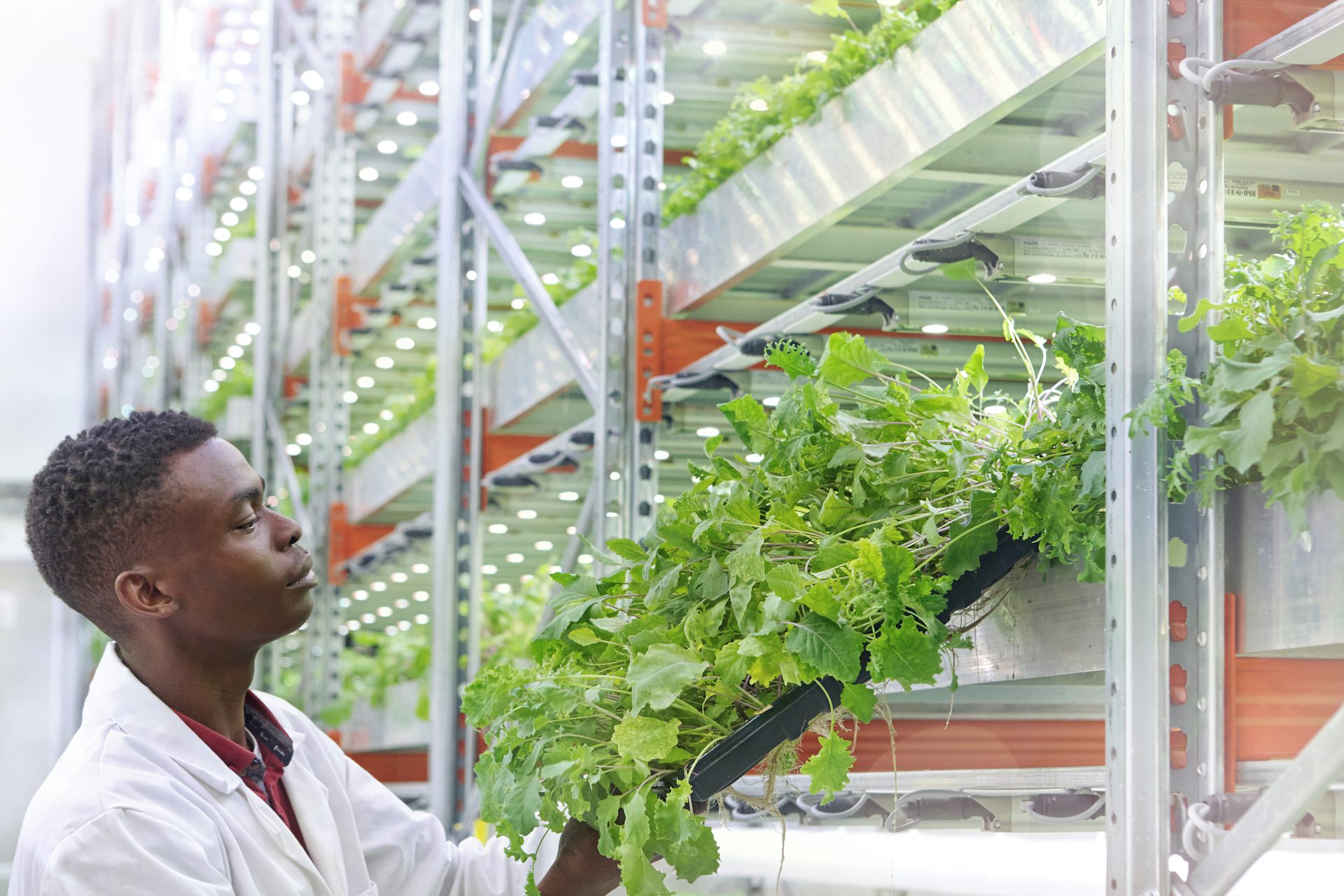 Cape Town project tests what hydroponic farming can do in urban spaces