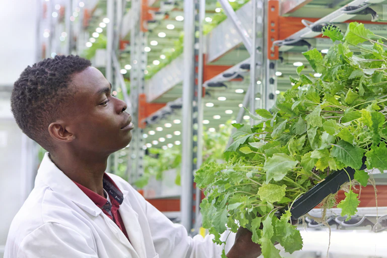 A man in a white lab coat inspects rows of flourishing salad greens that are growing vertically on shelves, one above another