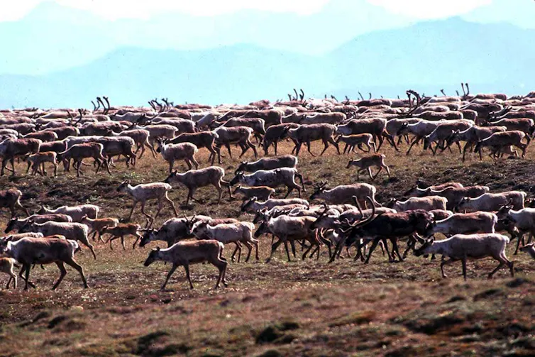 Large four-legged mammals, many with antlers, walk through an area with low ground cover.