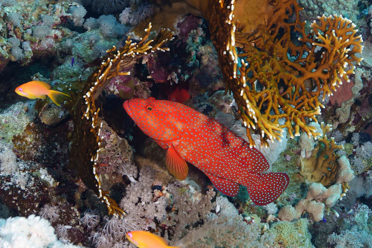 Mero coralino.