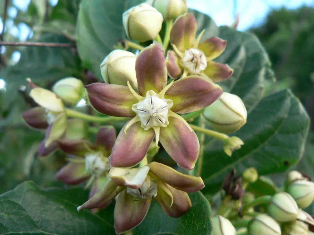 Burkina Faso and Mali’s fabulous flora: new plant life record released