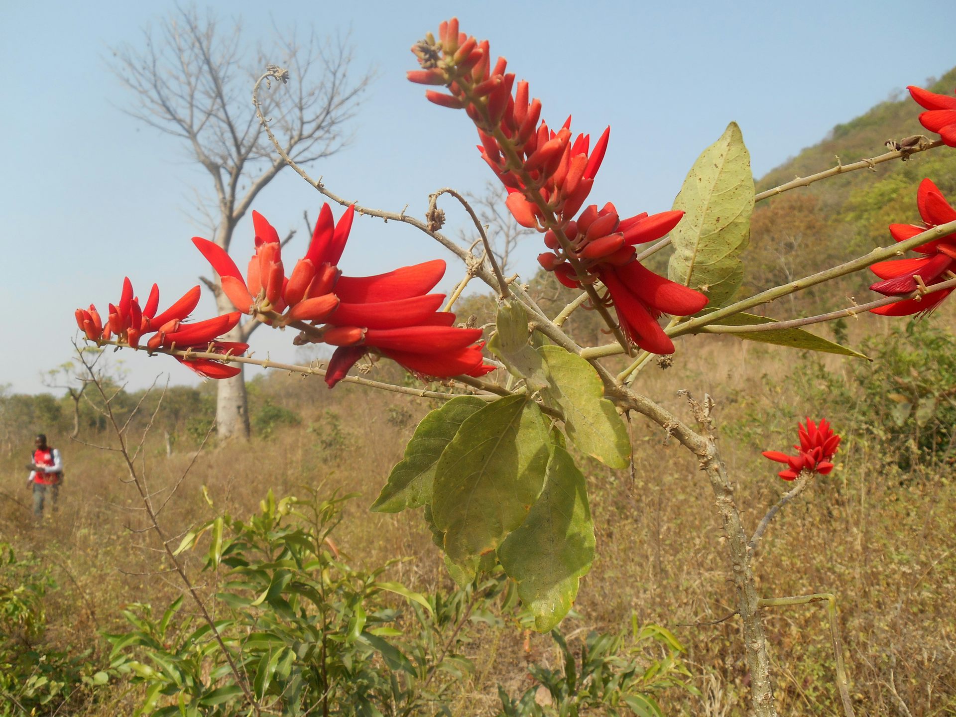 Burkina Faso and Mali's fabulous flora: new plant life record released
