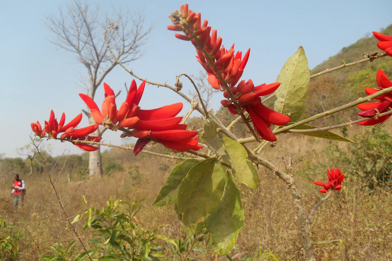 A plant with reddish flowers against a grassy background