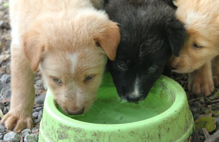 Puppies drinking from the same dirty bowl.
