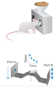Diagram of mouse sticking snout into a port with a cone of food above, and diagram of a mouse on a bridge between two walls with little water or more water