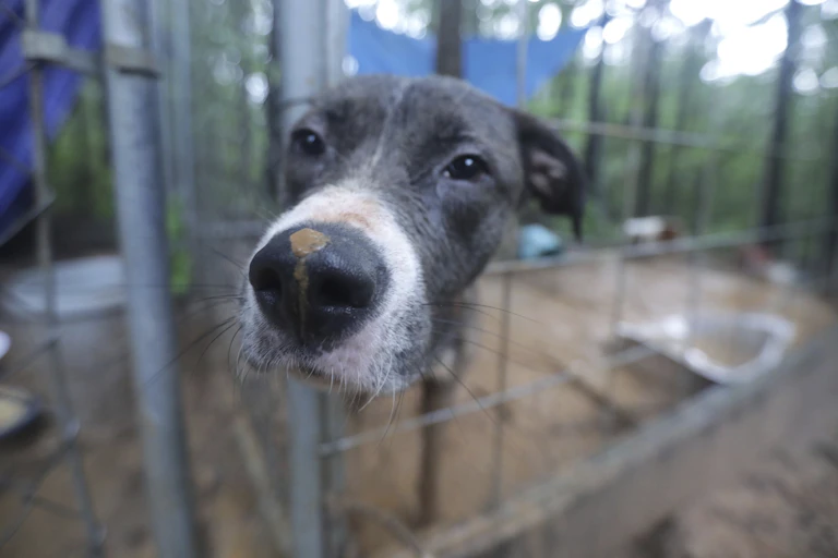 A close up of a black and white dog who looks from behind a metal fence