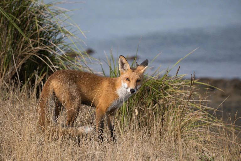 fox in grass.