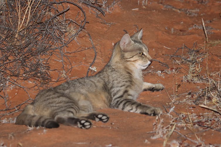 feral cat on red outback dirt.