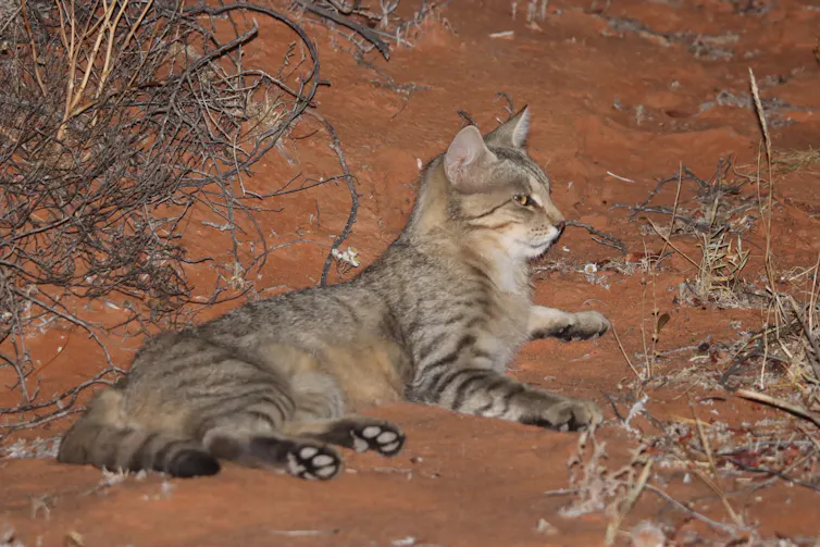 feral cat on red outback dirt.