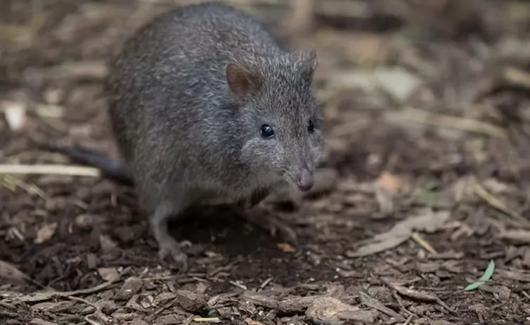 long-nosed potoroo, marsupial.