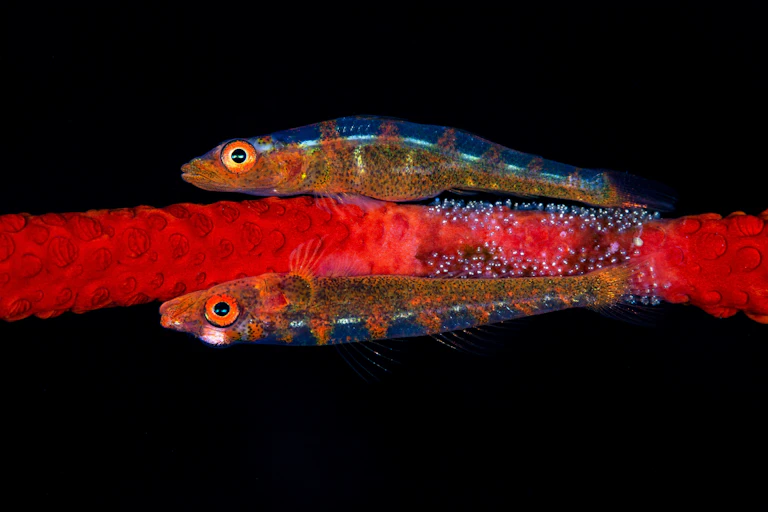 Two small blue and orange fishes resting on a red piece of coral.