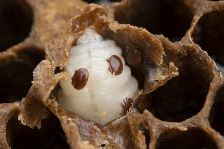 Three red varroa mites on a white male honeybee larva inside a hive.