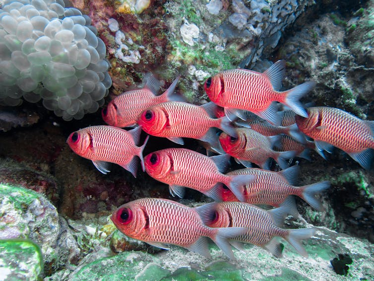 A school of red and white fish.