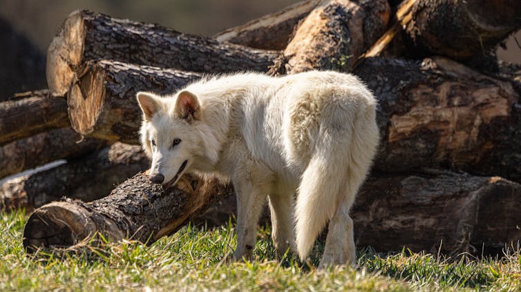 Dire wolf