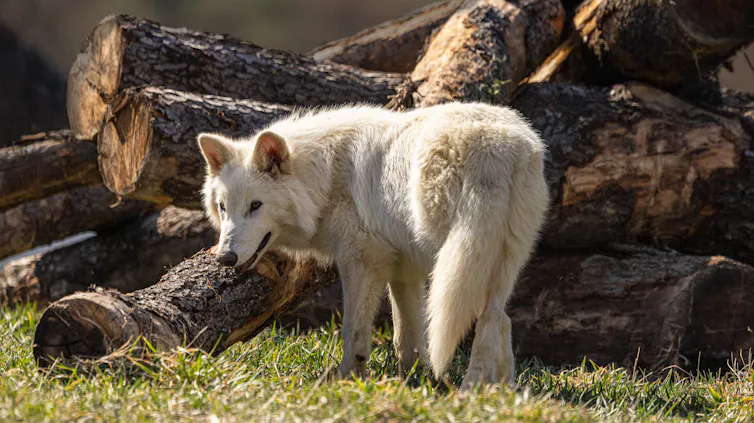 Dire wolf