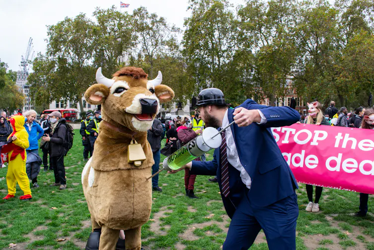 protesters dressed as a cow are injected with fake hormones by another protester.