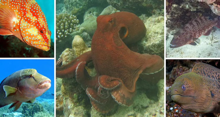 Los cinco compañeros de caza. De izquierda a derecha y de arriba a abajo, la trucha coralina, el pulpo azul (en el centro), el mero coralino, el pez napoleón y la morena gigante.