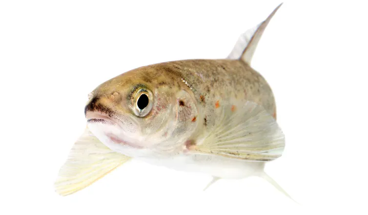 Drug pollution in water is making salmon take more risks – new research – Environmental News Bits Drug pollution in water is making salmon take more risks – new research – Environmental News Bits