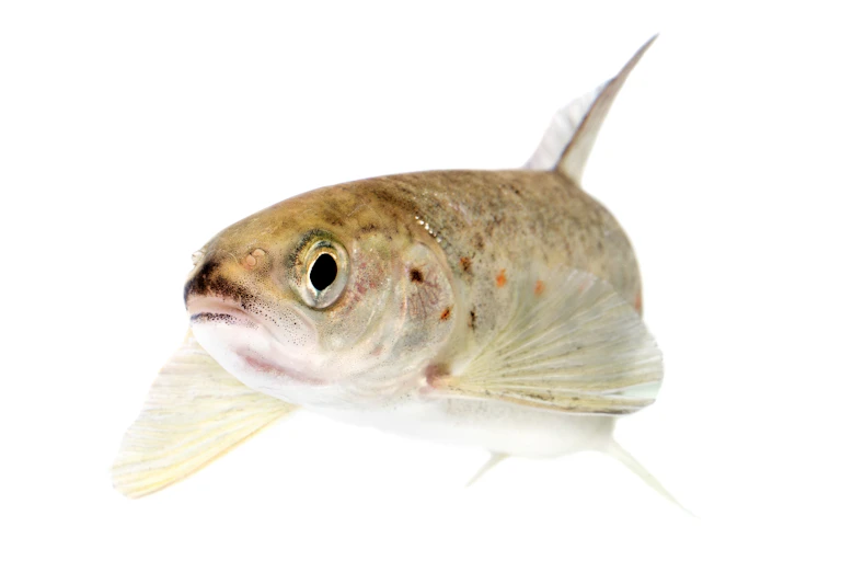 A small fish.