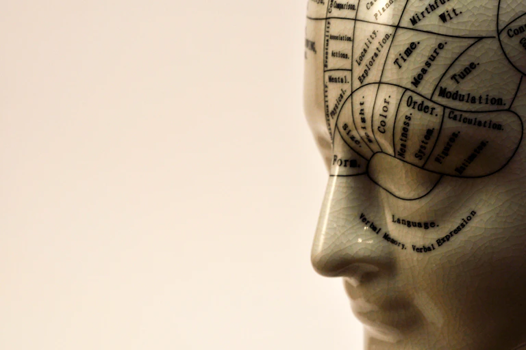 Close up of phrenology bust