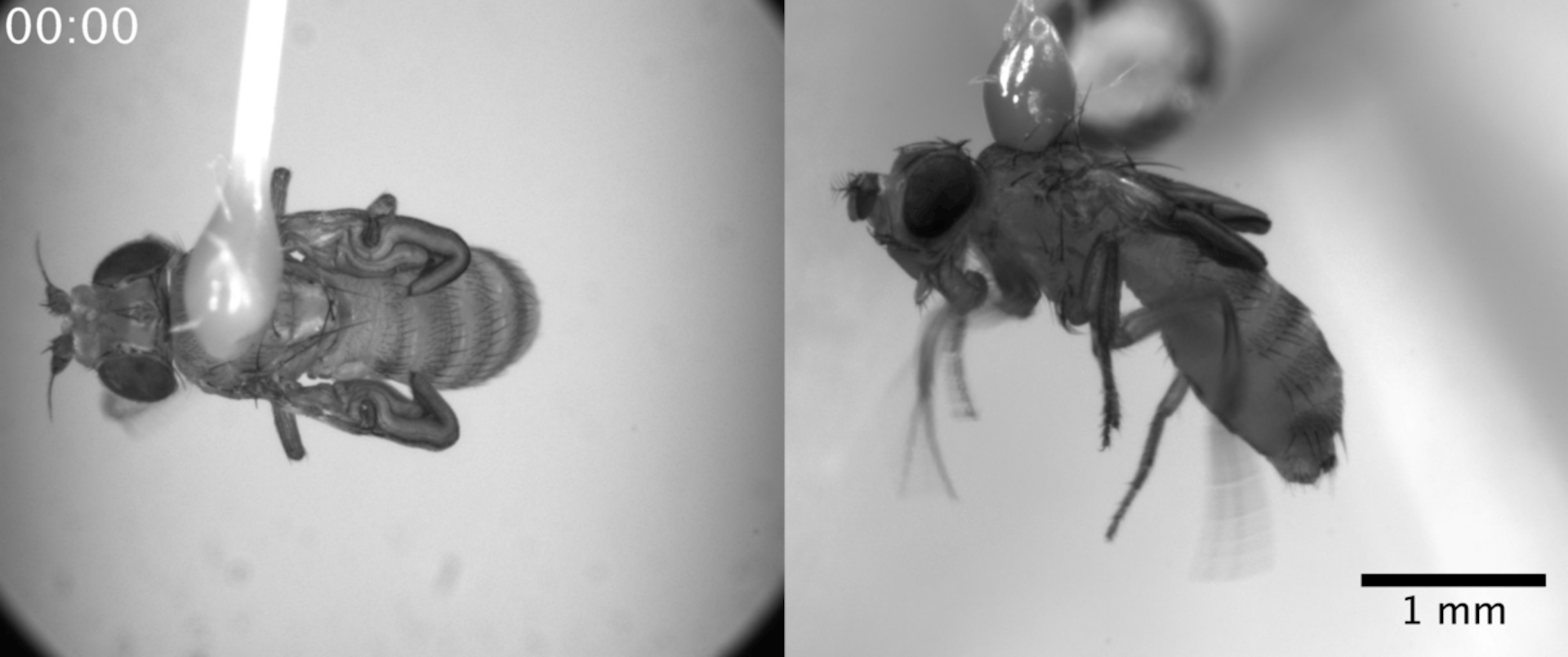 Piège nuisible,Attrape-mouche électrique entièrement automatique