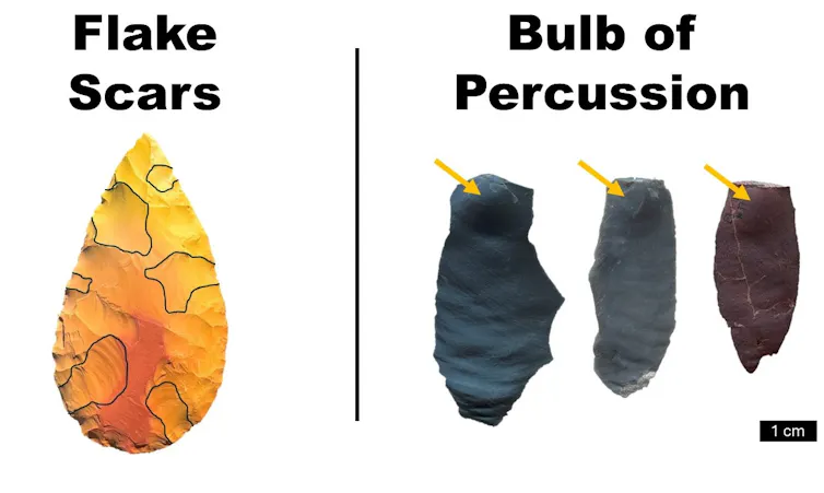 Black outlines surround the places flakes were removed from a teardrop-shaped hand ax. Three examples of a bulge on the flake near where it was struck.