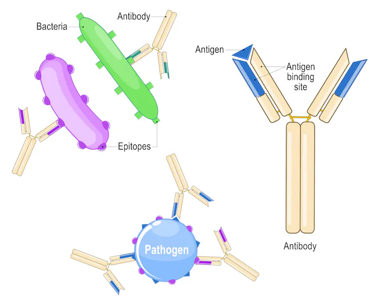 diagram of Y-shaped antibodies sticking to other molecules