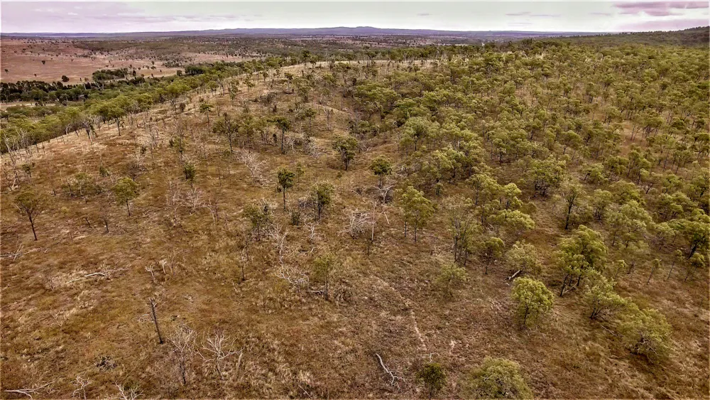 Allowing forests to regrow and regenerate is a great way to restore habitat