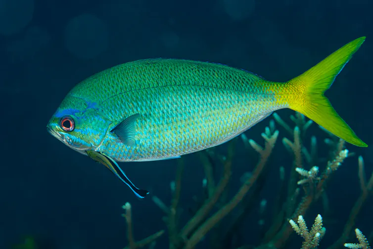 Small blue fish with yellow forked tail.