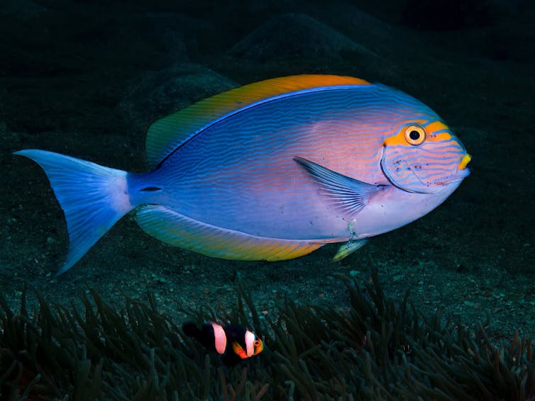 A round blue fish with a yellow face.