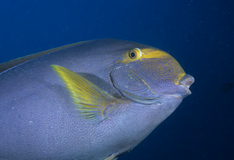 Blue fish with yellow face.