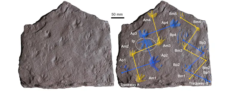 Reptile Fossil Tracks Trigger New Evolutionary Insights File 20250411 56 6lxydn.jpg?ixlib=rb 4.1