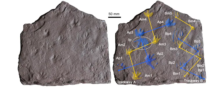 Fossil trackways found near Mansfield in Victoria showing the oldest known reptile prints.