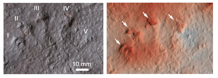 Reptile Fossil Tracks Trigger New Evolutionary Insights File 20250411 62 I10ohk.jpg?ixlib=rb 4.1
